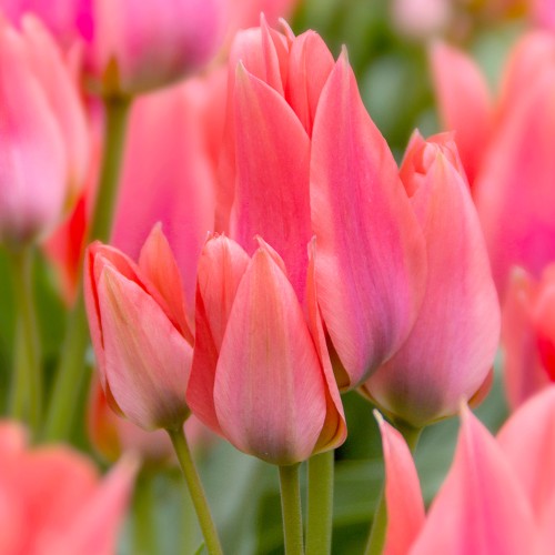 Royal De Ree Holland Pink Lasagne Mix: Daffodil Replete, Hyacinthus Pink Pearl, Tulip Toronto 11 Bulbs Ready for Planting Now