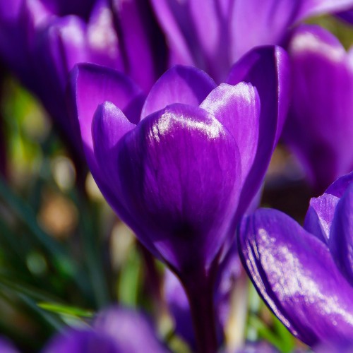 Royal De Ree Holland Pink Lasagne Mix: Daffodil Replete, Hyacinthus Pink Pearl, Tulip Toronto 11 Bulbs Ready for Planting Now