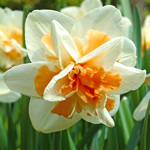 Royal De Ree Holland Pink Lasagne Mix: Daffodil Replete, Hyacinthus Pink Pearl, Tulip Toronto 11 Bulbs Ready for Planting Now
