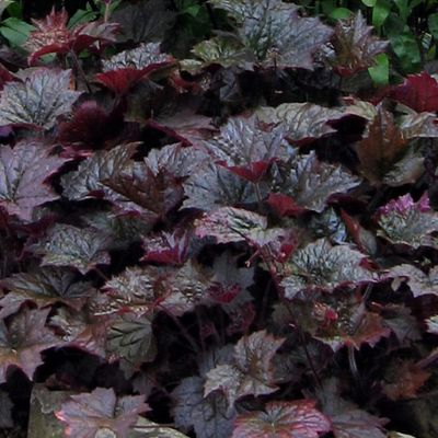 Heuchera villosa 'Palace Purple'