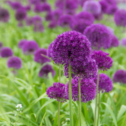 Royal De Ree Holland Pink Lasagne Mix: Daffodil Replete, Hyacinthus Pink Pearl, Tulip Toronto 11 Bulbs Ready for Planting Now