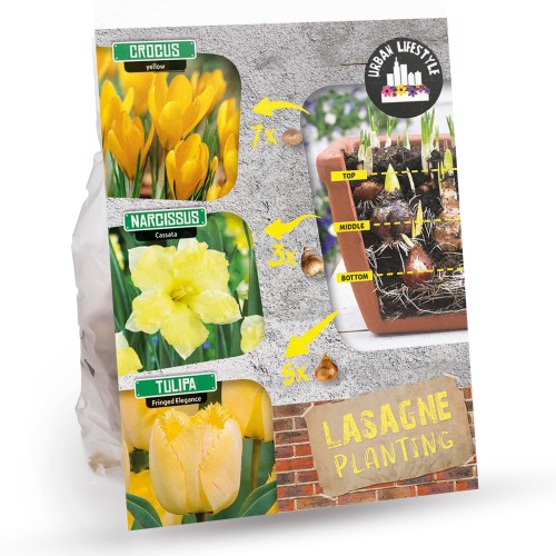 Royal De Ree Holland Pink Lasagne Mix: Daffodil Replete, Hyacinthus Pink Pearl, Tulip Toronto 11 Bulbs Ready for Planting Now