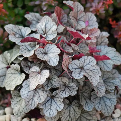 Heuchera 'Silver Scrolls'