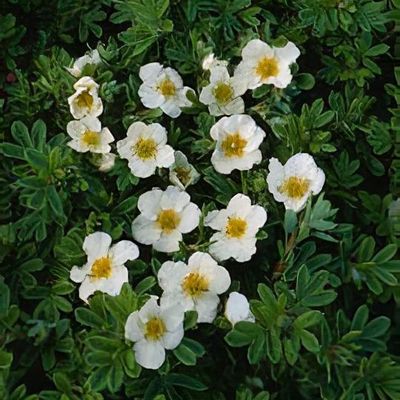 Potentilla fruticosa 'Tilford Cream